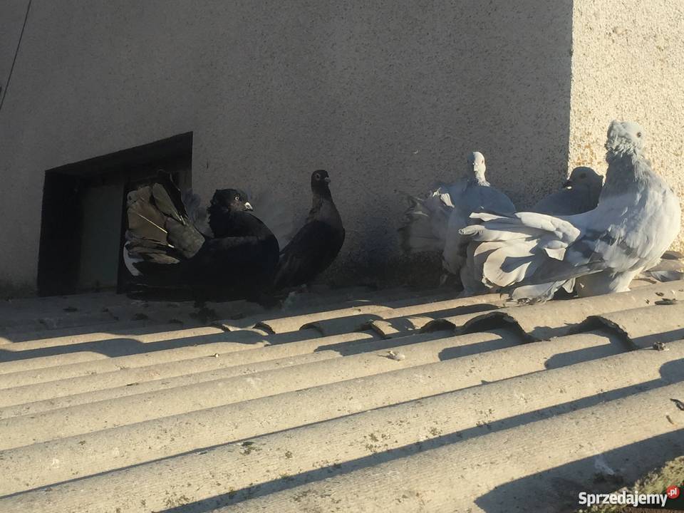 Pawik pawiki indyjskie