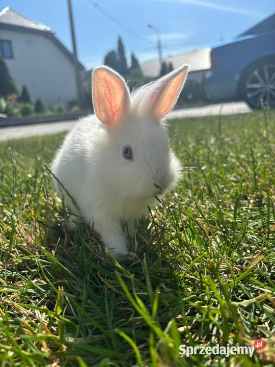 Króliki miniaturki Prywatna Hodowla
