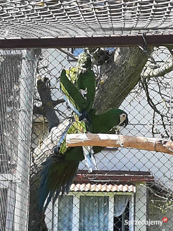 Ary severa para lęgowa