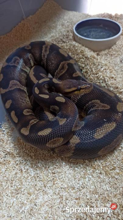 Super Chocolate het clown 66 Samica Regius Gady i płazy sprzedam