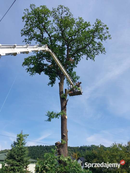 Wycinka ścinka drzew czyszczenie działek usługi ogród