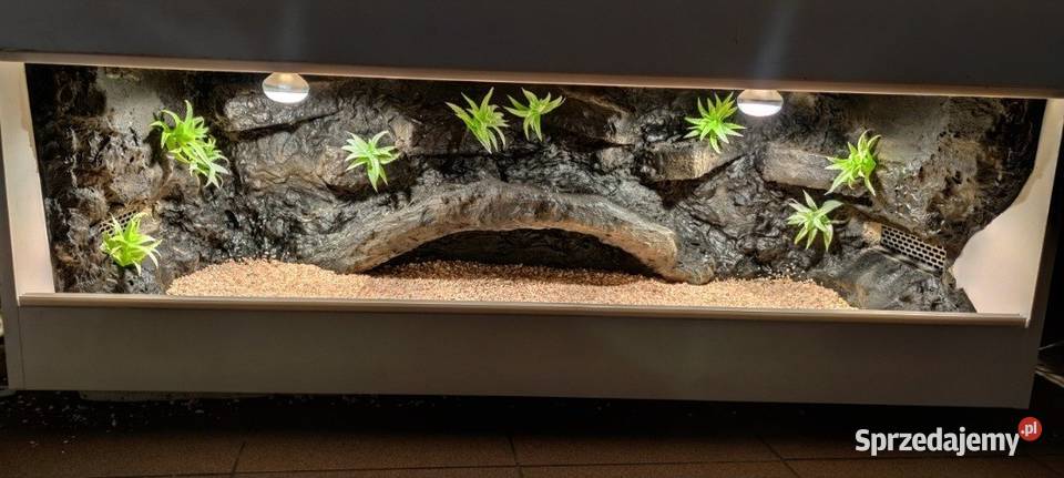 Terrarium specjalistyczne gekona lamparciego Wągrowiec