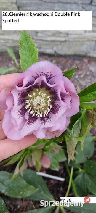 Ciemiernik wschodni Double Pink Spotted z Ogród Białystok