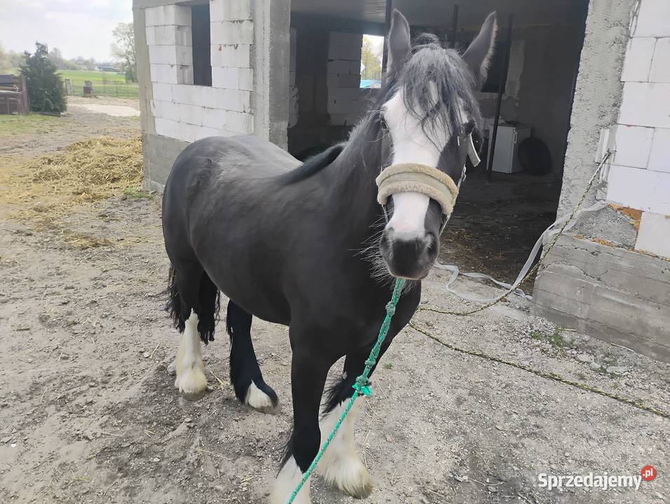 Klacz tinker Chotel Czerwony