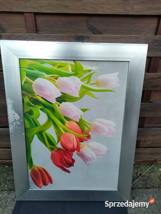 Obraz Tulipany Obrazki i obrazy sprzedam