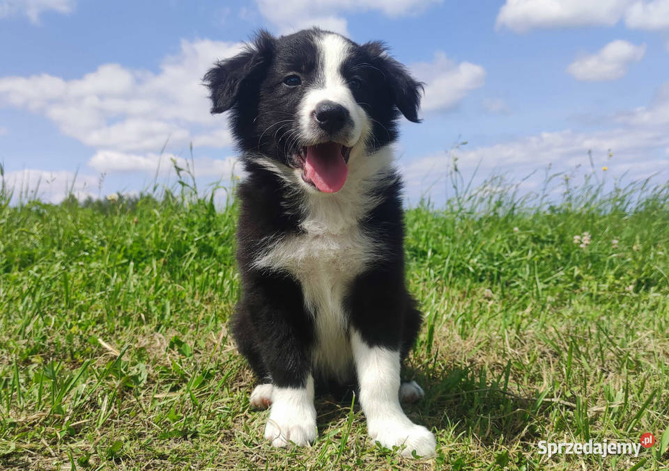 BORDER COLLIE z Hodowli Rasowy pies z pełną dok Iwonicz