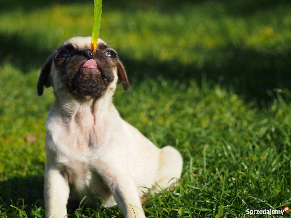 Mopsik suczka łódzkie Skierniewice