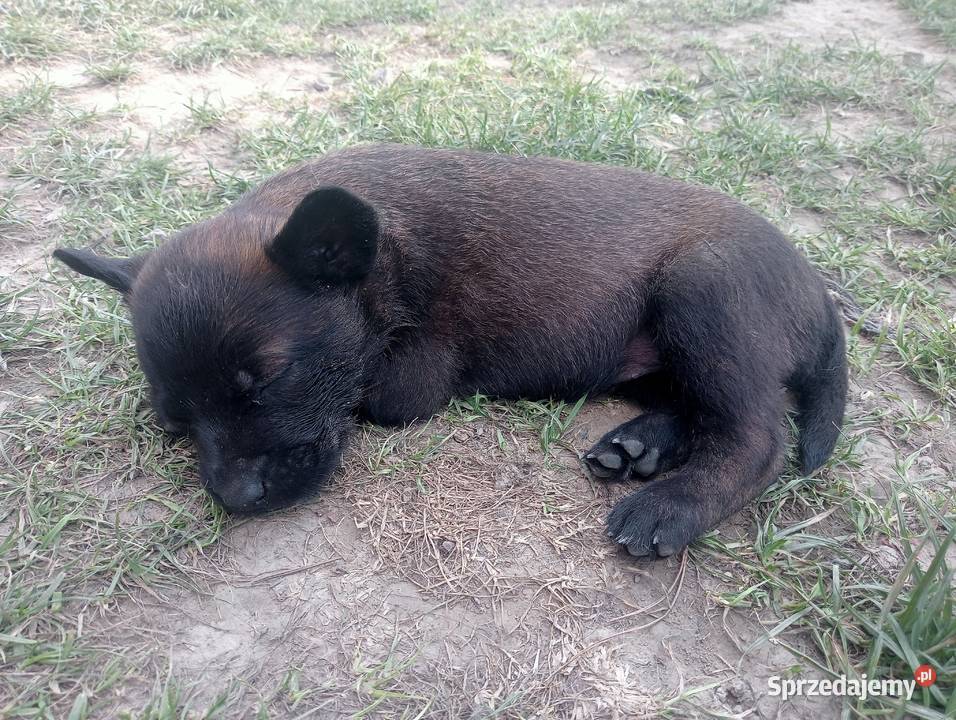 Owczarek belgijski malinois Jedlicze