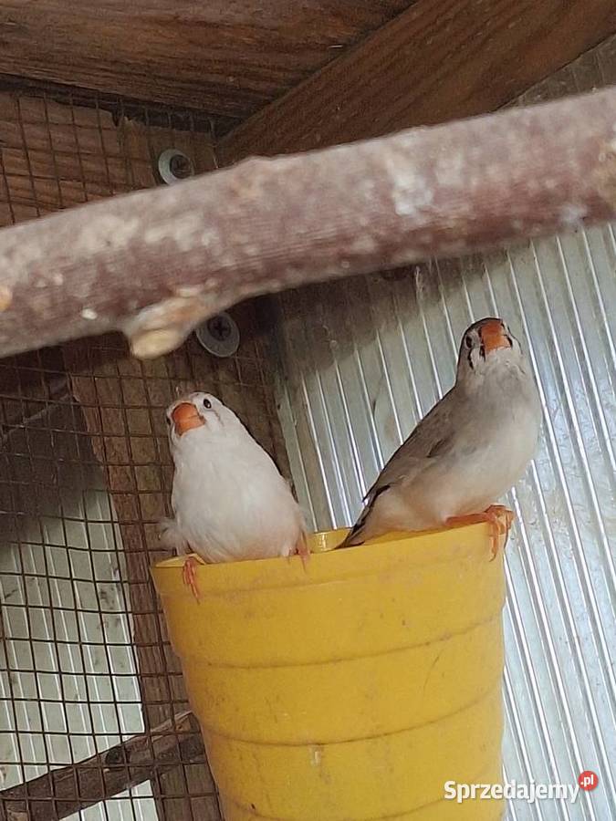 Zeberki młode kujawsko-pomorskie Szubin