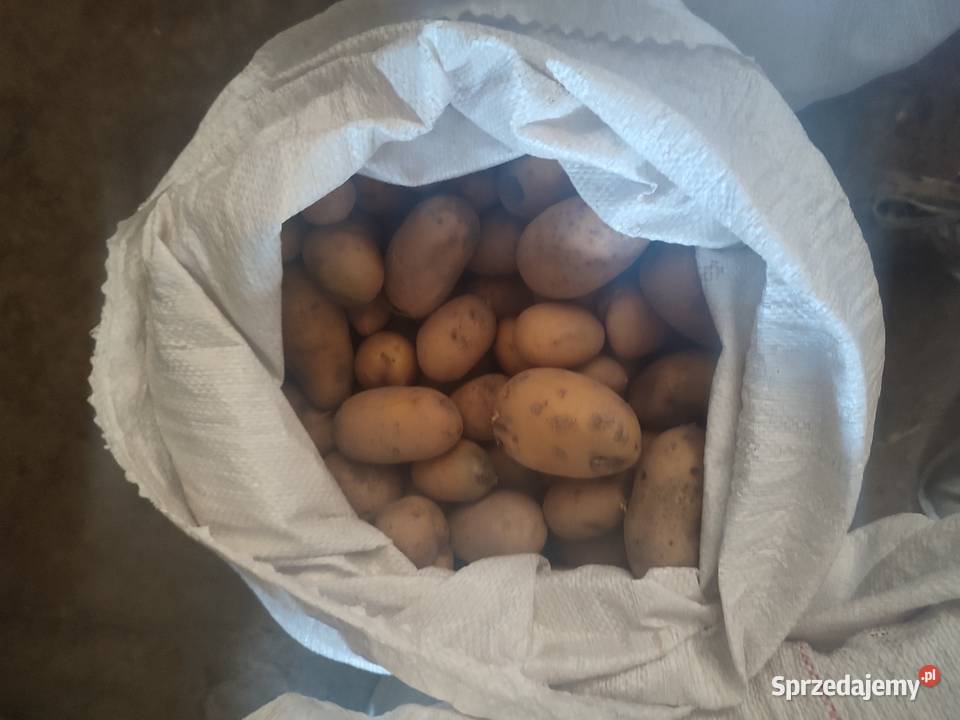 Sprzedam ziemniaki odpadowe 080 grq śląskie Toszek sprzedam