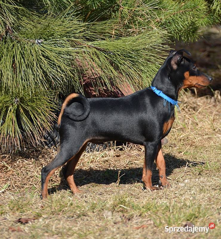Pinczer miniaturowy ZKwP FCI przebadany piesek Chełm