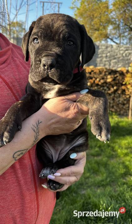 Cane Corso szczeniaki Ośno Lubuskie sprzedam