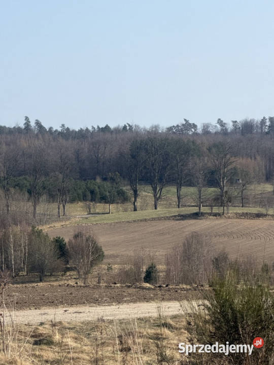 Działka siedliskowabudowlana Sprzedaż Sprzedaż Sopieszyno