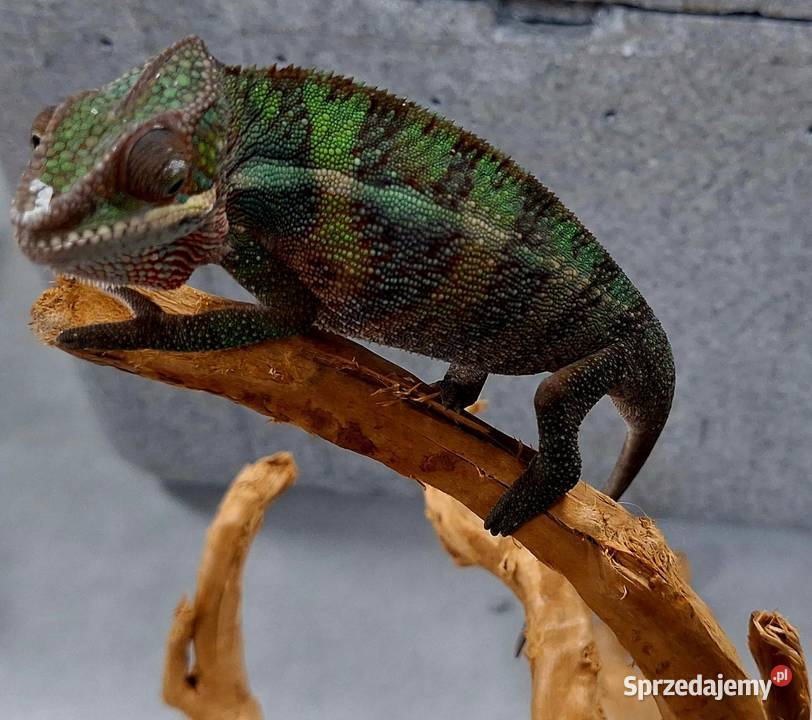 Kameleon lamparci samiczka Gady i płazy Wołomin