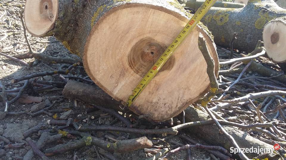 Ścięty orzech sprzedam podkarpackie Gorzyce