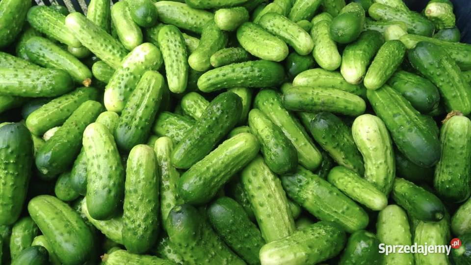 Ogórki gruntowe ogórek śremski Lubań