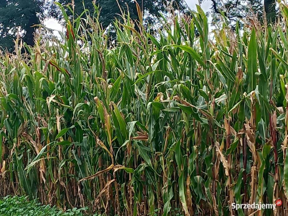 Kukurydza z pnia na kiszonkę Rośliny na biomasę wielkopolskie Przedecz