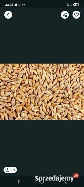 Jęczmień jary radek łódzkie Piotrków Trybunalski sprzedam