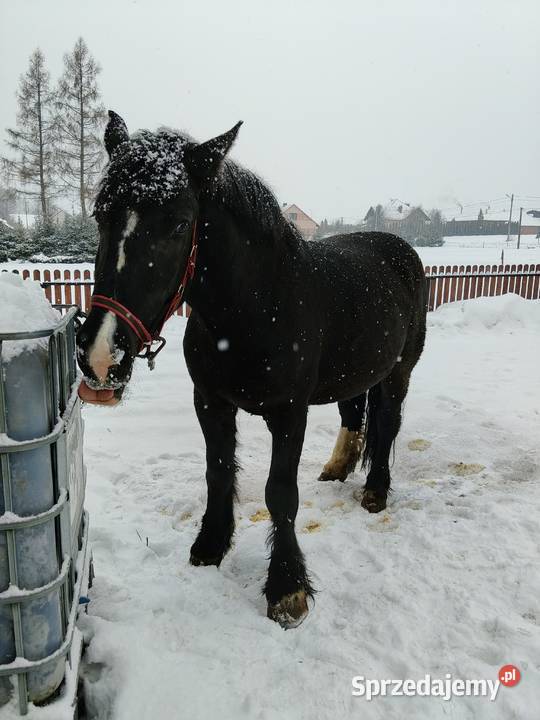 Zrębice klacz koń Majdan Sieniawski