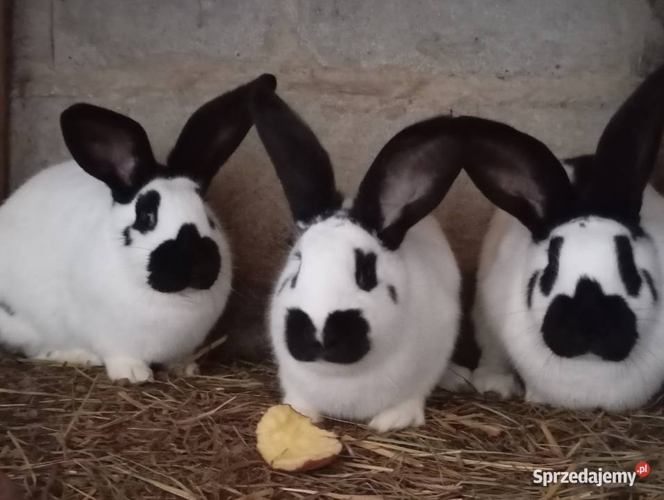Króliki Srokacze Pokrzywnica