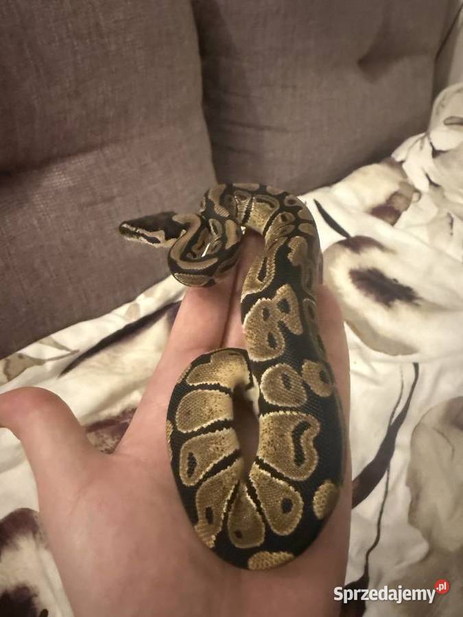Pyton królewski wielkopolskie Mosina