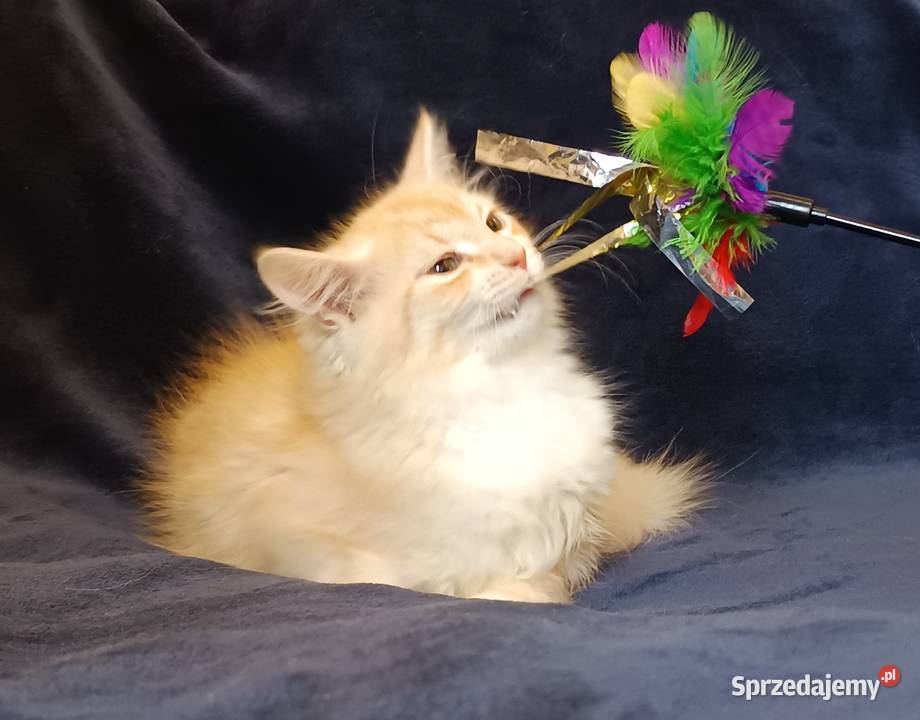 Koty Syberyjskie PICOLLO ZKolakowegoDomu Kwilcz sprzedam