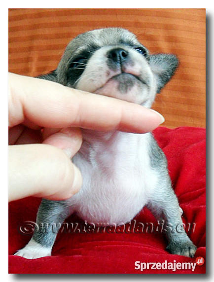 Chihuahua rodowodowe SOBOLOWE importach USA Czec Łódź