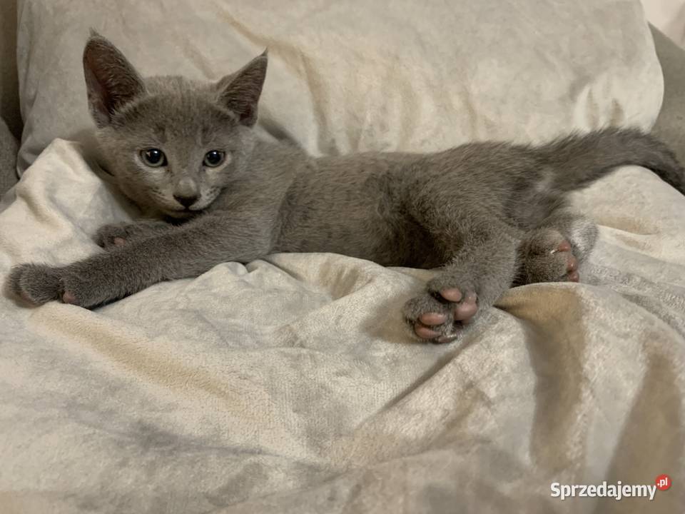 Kociaki Rosyjskie Niebieskie Poznań