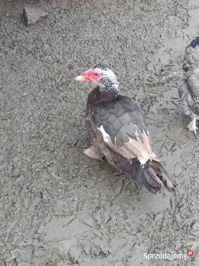 Kaczki i kaczory francuskiepiżmowe czekoladowe Krasnystaw