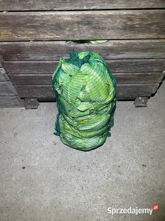 Liście z kapusty Olkusz