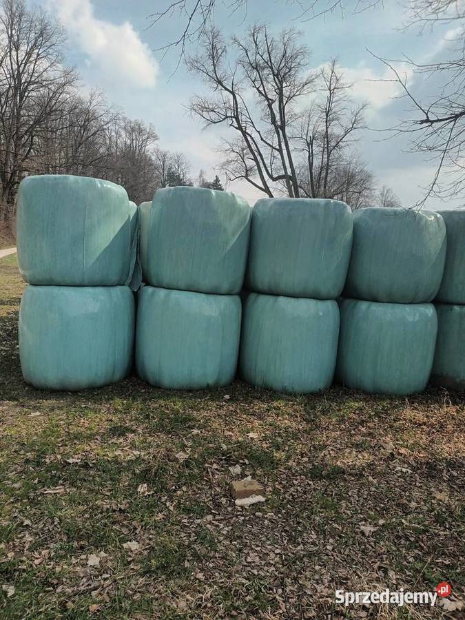 Bele sianokiszonki Binarowa