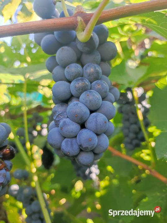 Winogrona na wino i soki sadzonki winorośli Toruń