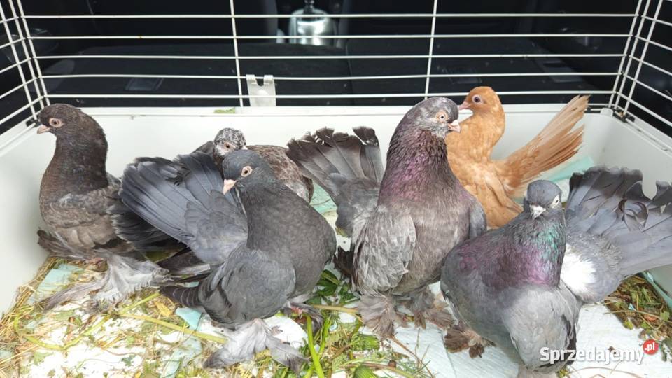 Rostowskie gołębie ozdobne Bochnia