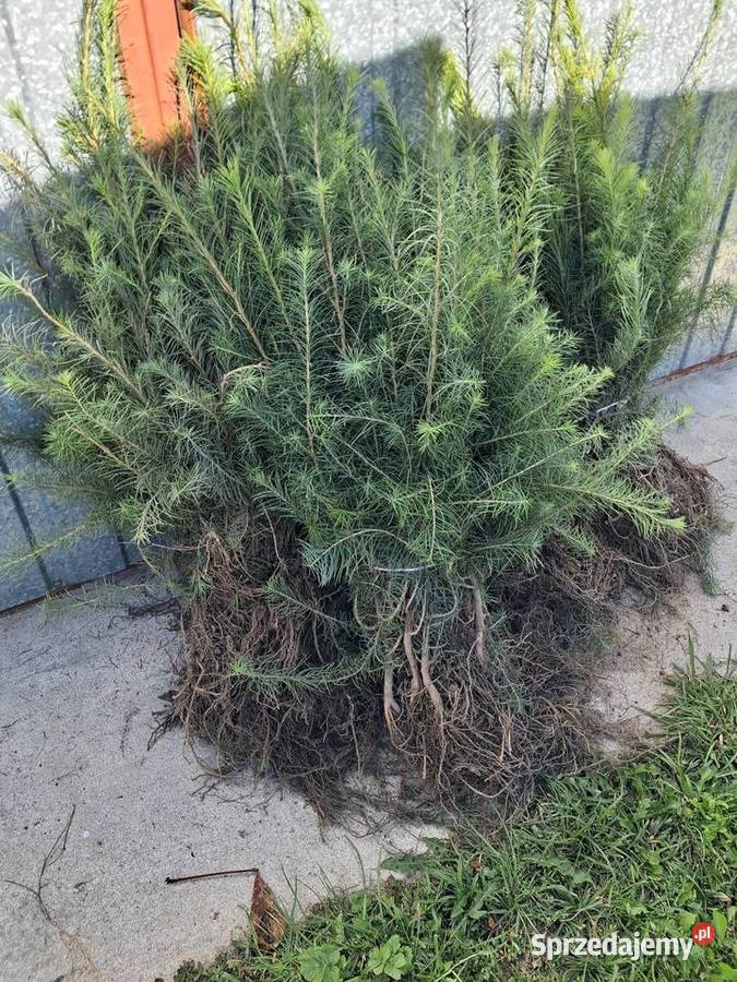 Modrzew europejski pospolity 2l sadzonki 5070 Opoczno