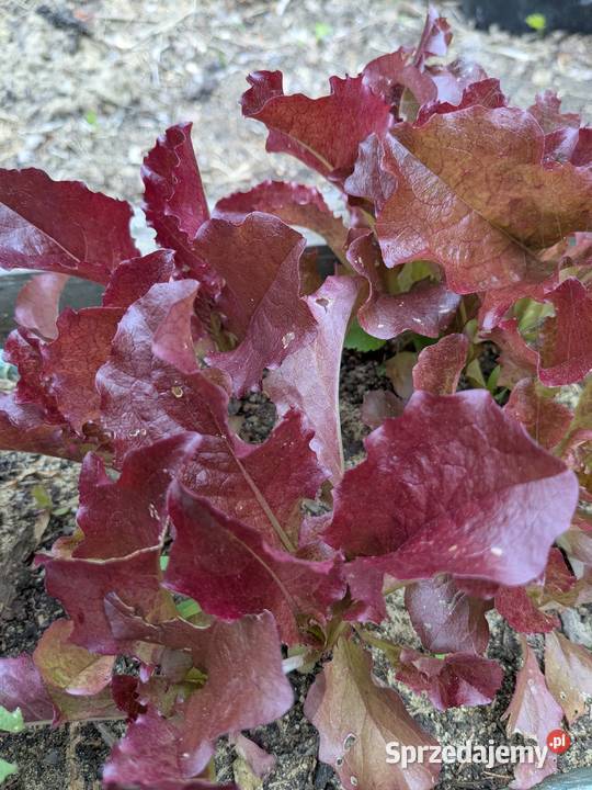 Cykoria pikantna nasiona małopolskie Kraków