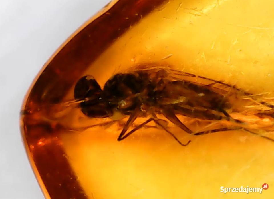4mm owad w bursztynie dobra widoczność śląskie Suszec