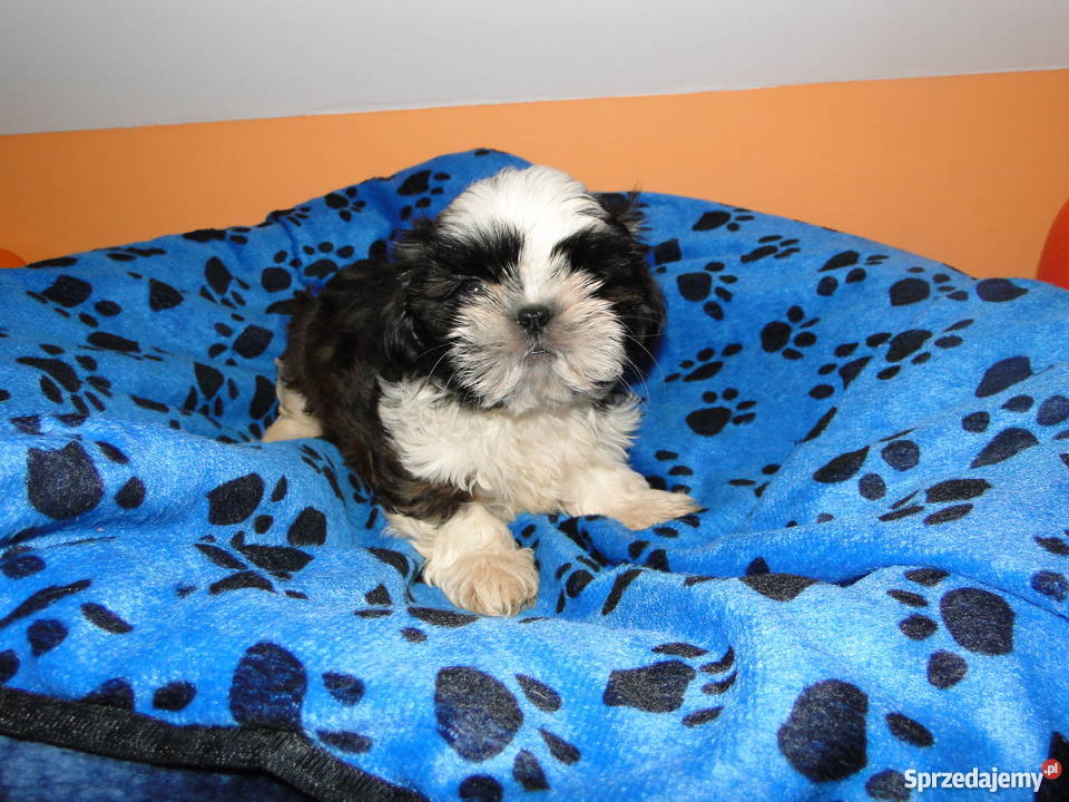 Piękne Pieski ShihTzu wyprawka szczeniaczka śląskie
