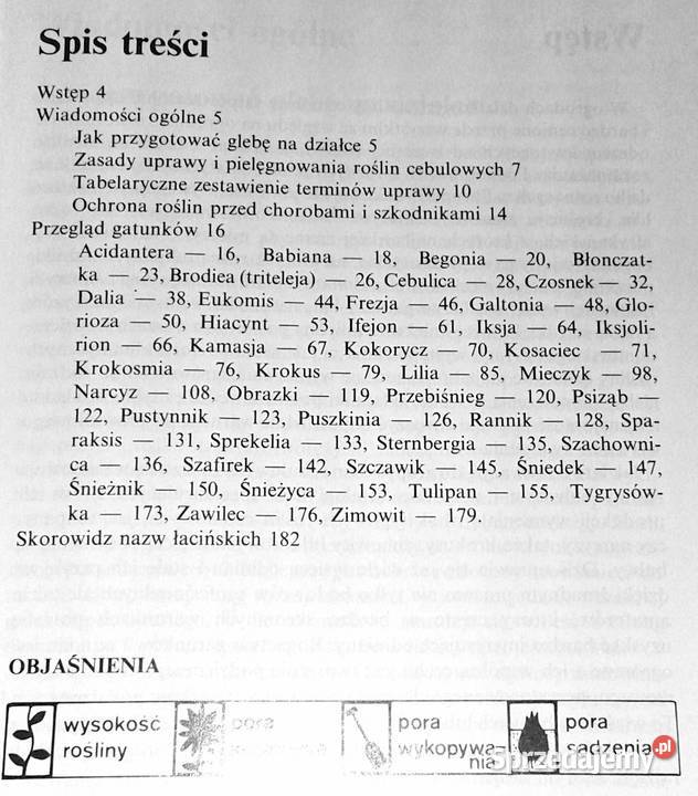 Kwitnące cebule Ozdobne rośliny cebulowe i Chełm