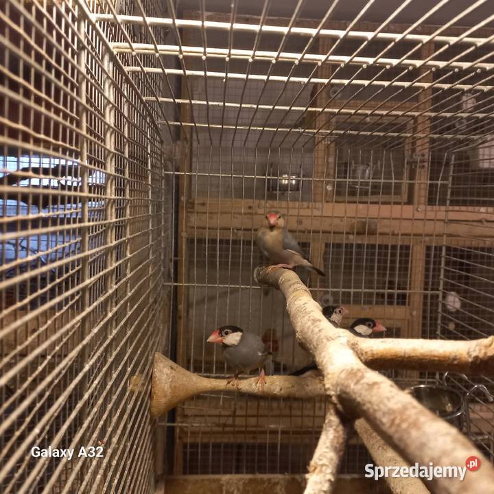 Ryżowce siwe z 2025r Ptaki Garwolin