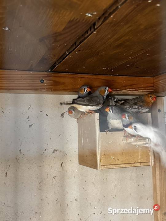 Zeberki Rude standard małopolskie