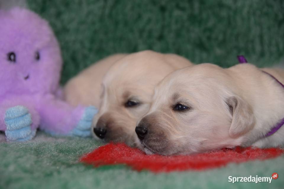 Golden Retriever szczenięta Zkwp fci mazowieckie