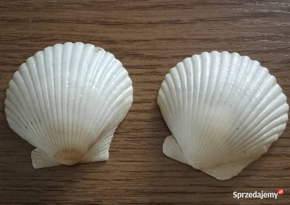 Muszle morskie śwJakuba Nakło nad Notecią sprzedam