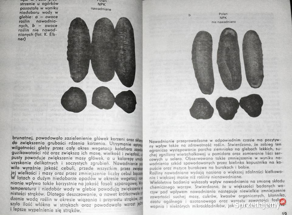 Nawadnianie warzyw Stanisław Kaniszewski Chełm