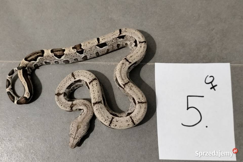 Boa cesarskie cb26 samice Połomia