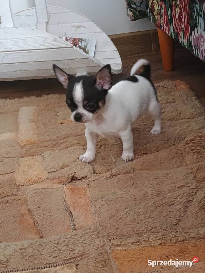 Chihuahua chłopiec DOLAR