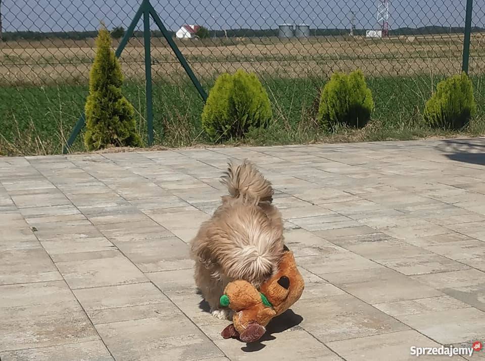 Lhasa Apso Shih Tzu Maltańczyk Bichon Frice Pozostałe świętokrzyskie Kielce