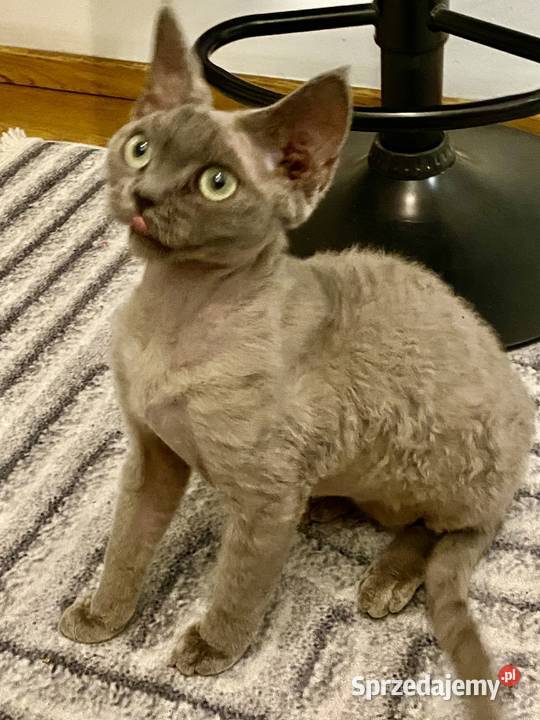 kocięta devon rex łódzkie sprzedam