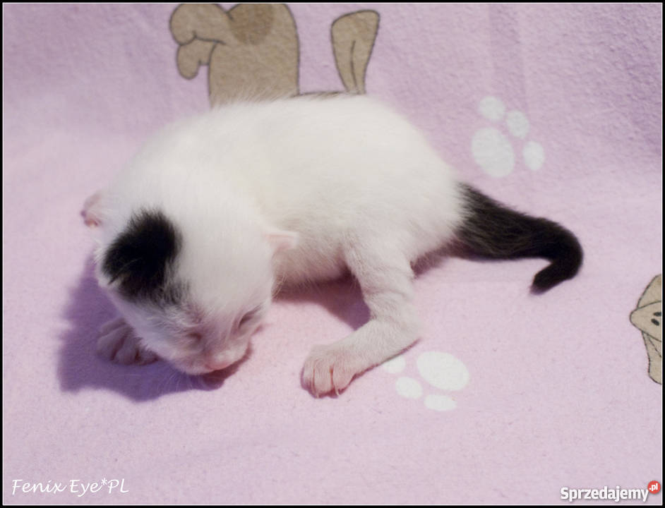 Turecki VAn Turkish VAn koty pływające małopolskie Kraków