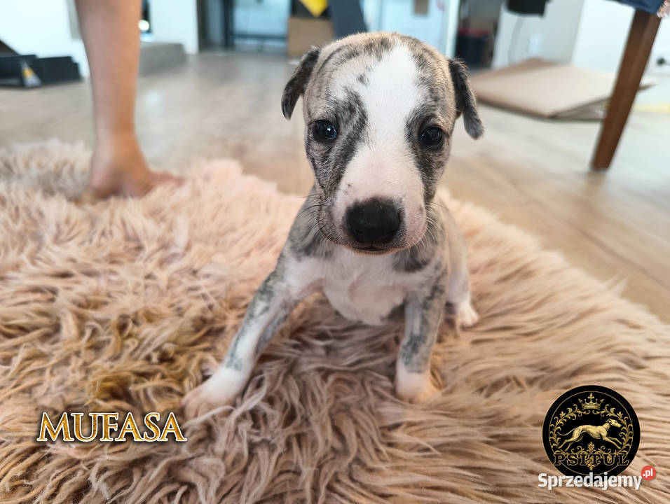 MUFASA Whippet na sprzedaż piękne rasowe zdrowe Pozostałe Poznań sprzedam