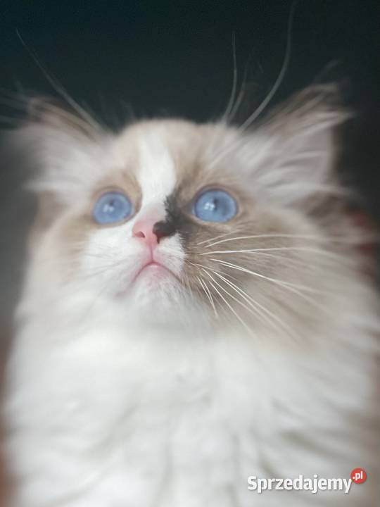 Młodziutka kotka hodowlana Ragdoll śląskie Częstochowa